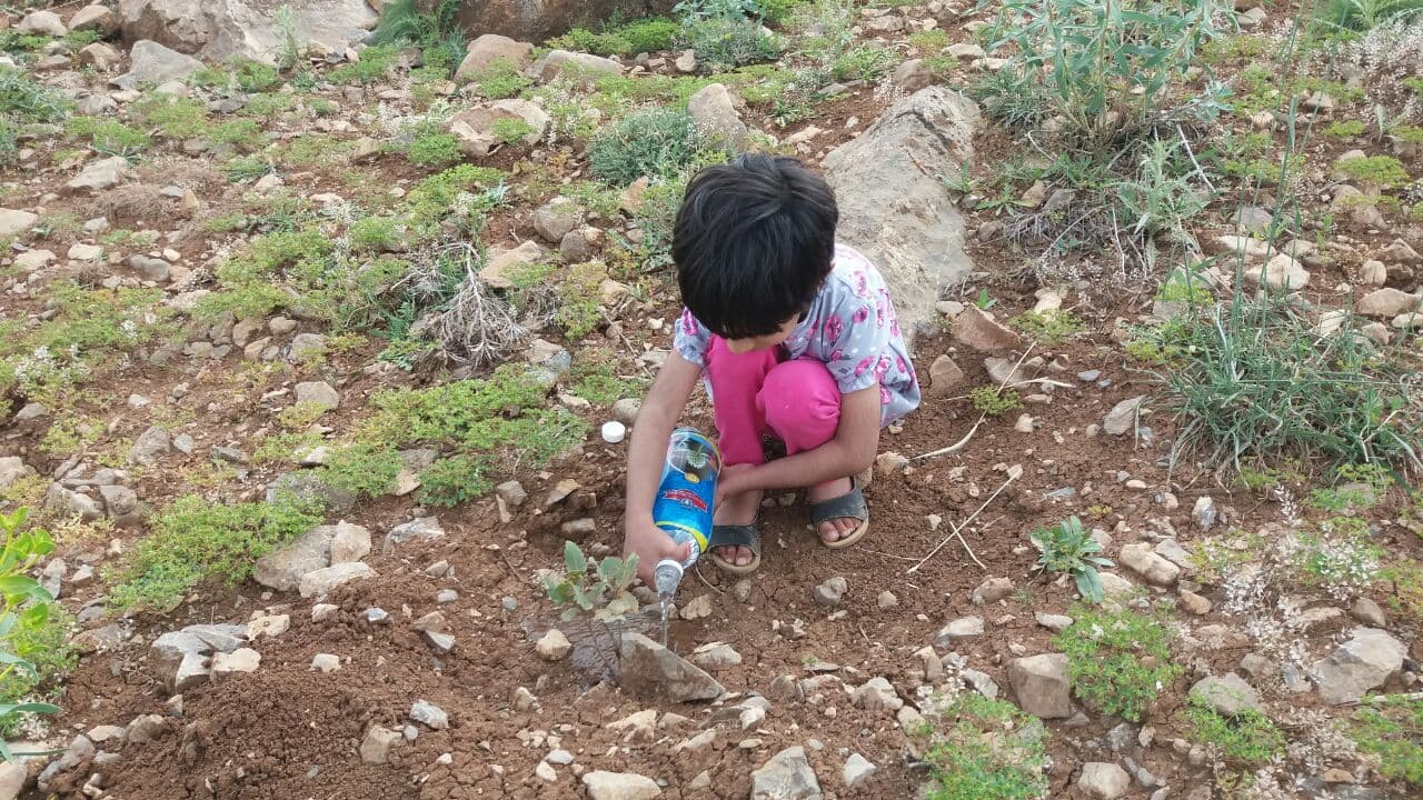 عکس آبیاری بلوط